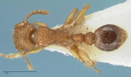 Tetramorium cristatum - FOCOL2097