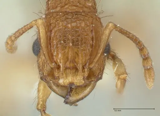 Tetramorium cristatum - FOCOL2097