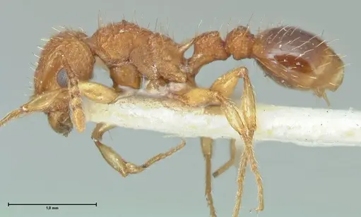 Tetramorium cristatum - FOCOL2097