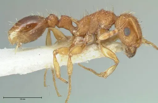Tetramorium cristatum - FOCOL2097