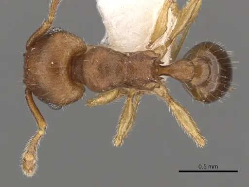 Tetramorium critchleyi specimen