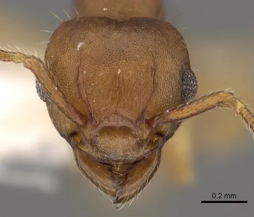 Tetramorium critchleyi specimen