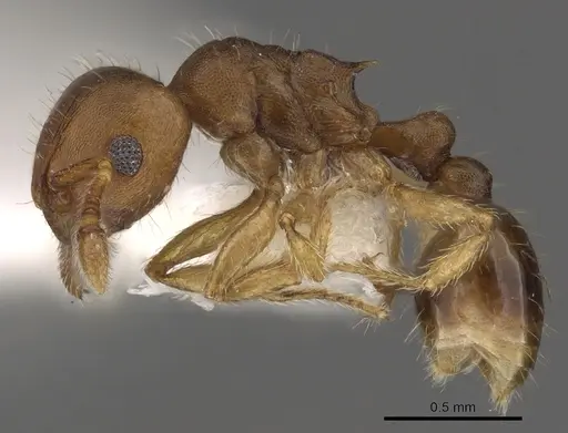 Tetramorium critchleyi specimen