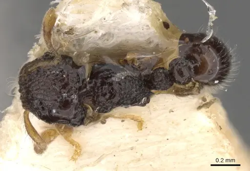 Tetramorium crypticum specimen