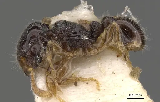 Tetramorium crypticum specimen