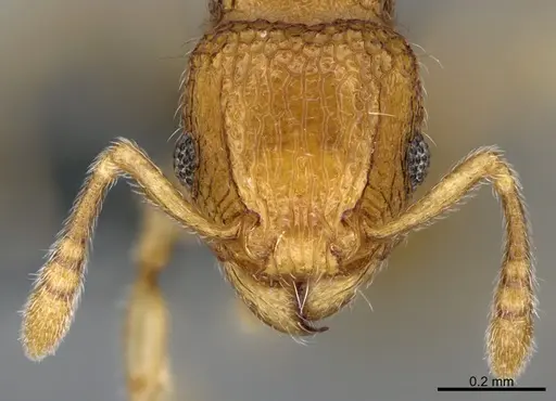 Tetramorium cuneinode specimen