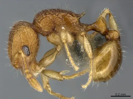 Tetramorium cuneinode specimen