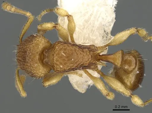 Tetramorium cuneinode - CASENT0901092