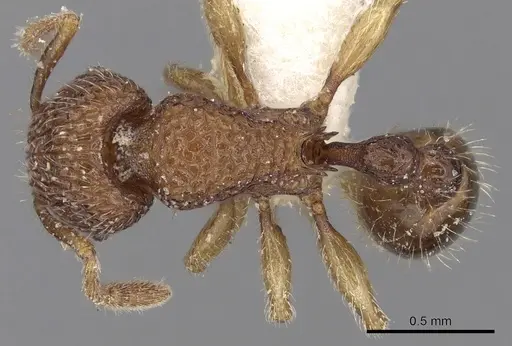 Tetramorium curtulum specimen