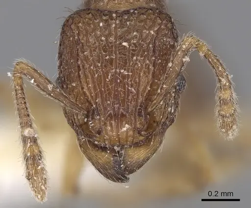 Tetramorium curtulum specimen