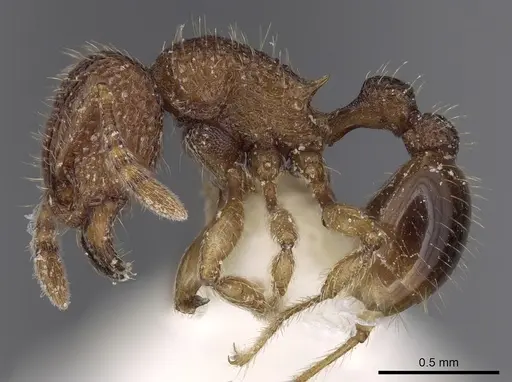 Tetramorium curtulum specimen
