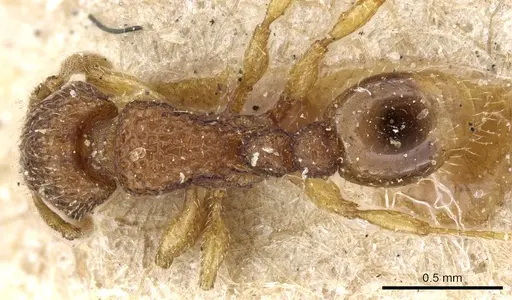 Tetramorium curtulum - CASENT0904853