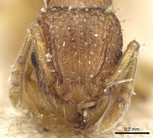 Tetramorium curtulum - CASENT0904853