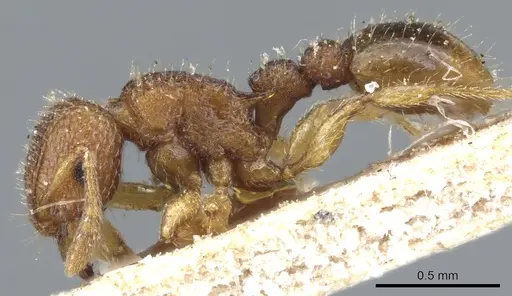 Tetramorium curtulum - CASENT0904853
