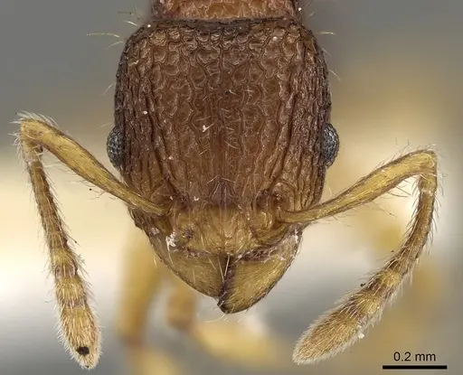 Tetramorium curvispinosum specimen