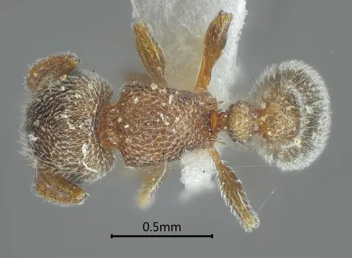 Tetramorium cyclolobium specimen