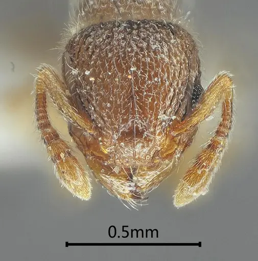 Tetramorium cyclolobium specimen
