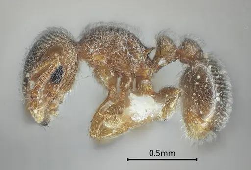 Tetramorium cyclolobium specimen