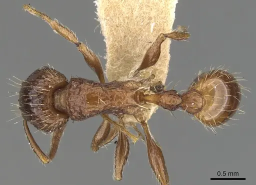 Tetramorium cynicum specimen