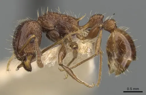 Tetramorium cynicum specimen