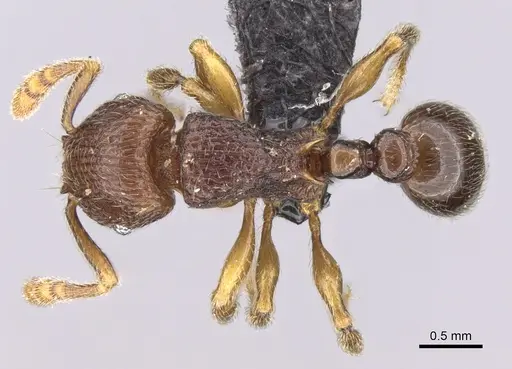 Tetramorium dalek specimen