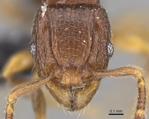 Tetramorium dalek specimen