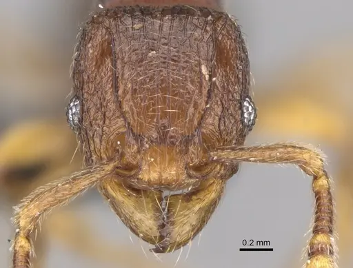 Tetramorium dalek specimen