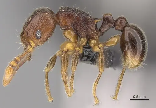 Tetramorium dalek - CASENT0038402