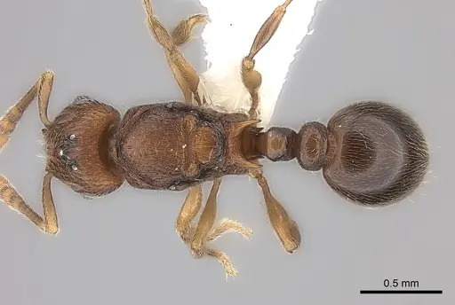 Tetramorium dalek - CASENT0189033