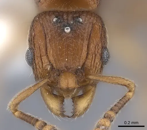 Tetramorium dalek - CASENT0189033