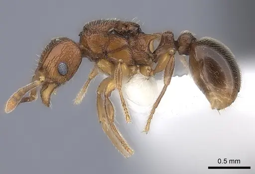 Tetramorium dalek - CASENT0189033