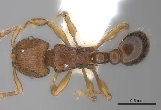 Tetramorium dalek - CASENT0217849
