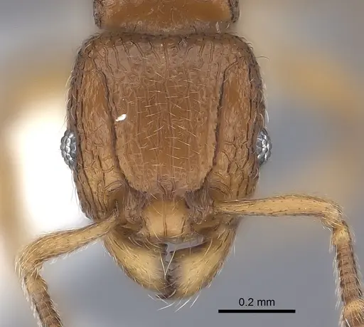Tetramorium dalek - CASENT0217849