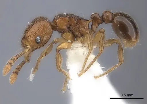 Tetramorium dalek - CASENT0217849