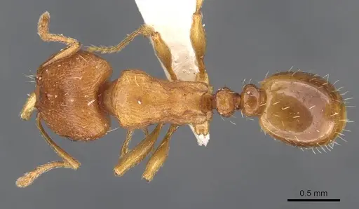 Tetramorium davidi specimen