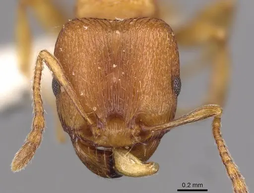 Tetramorium davidi specimen