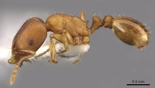 Tetramorium davidi specimen