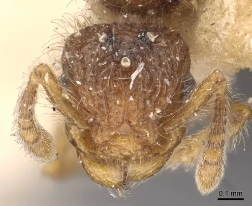 Tetramorium decamerum specimen