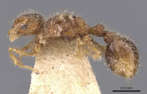 Tetramorium decamerum specimen