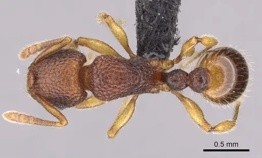 Tetramorium deceptum specimen
