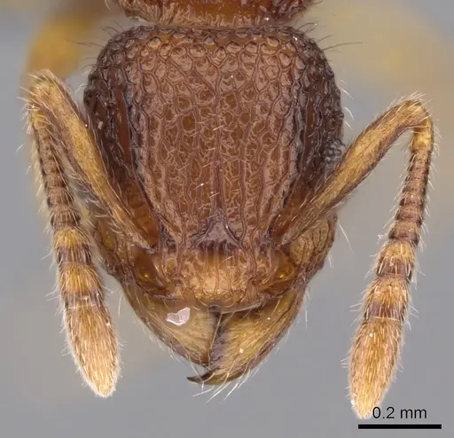 Tetramorium deceptum specimen