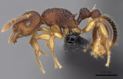 Tetramorium deceptum specimen