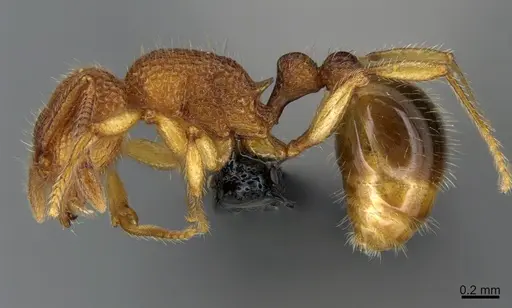 Tetramorium deceptum - CASENT0070066