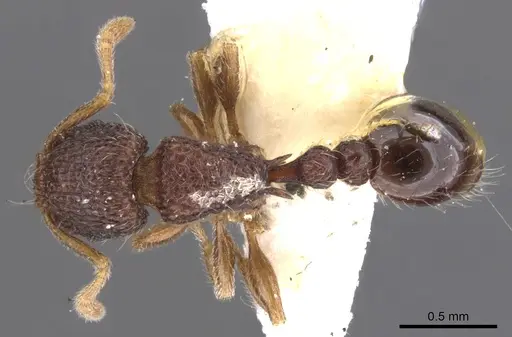 Tetramorium deceptum - CASENT0901044