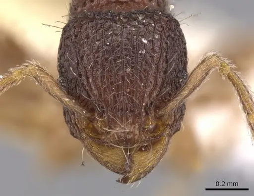 Tetramorium deceptum - CASENT0901044