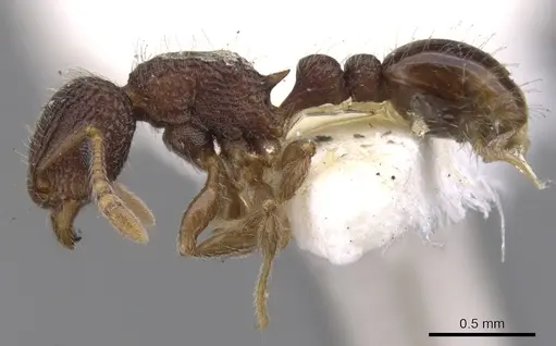 Tetramorium deceptum - CASENT0901044