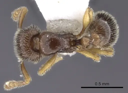 Tetramorium dedefra specimen