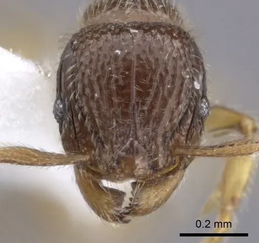 Tetramorium dedefra specimen