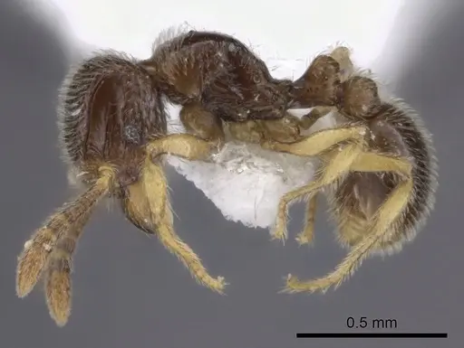 Tetramorium dedefra specimen