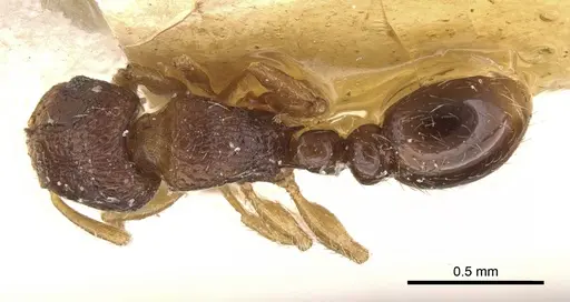 Tetramorium degener specimen